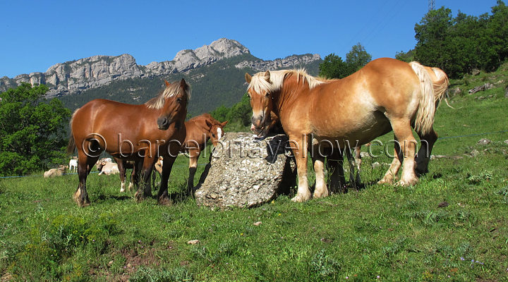 andorra_horses