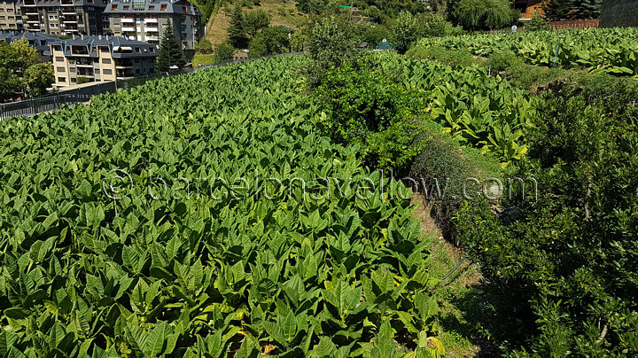 andorra_tobacco_fields