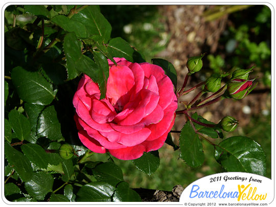 Barcelona Rose Festival - Concurs Internacional de Roses Noves