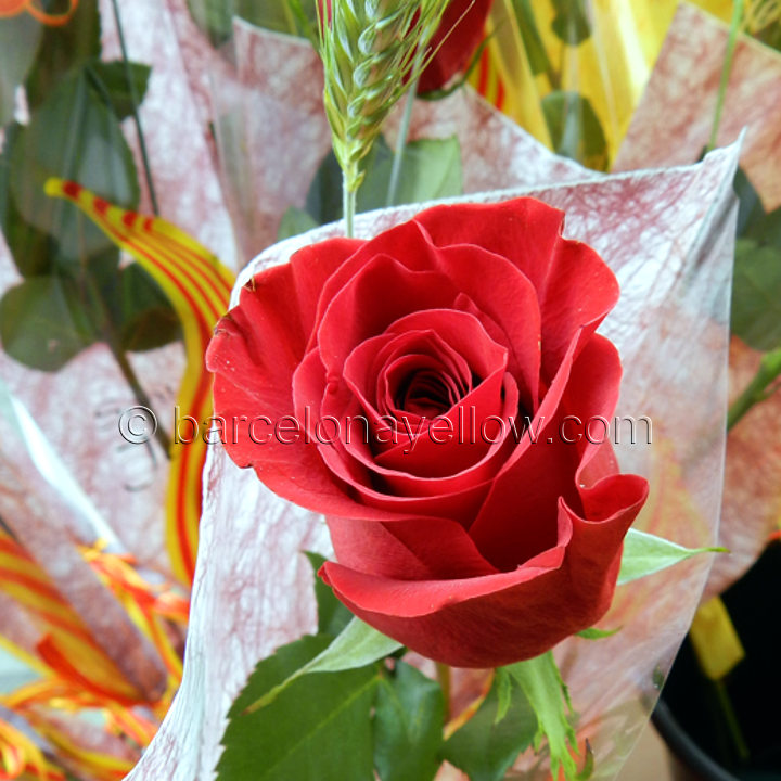 Red rose St Jordi - st georges day - barcelona