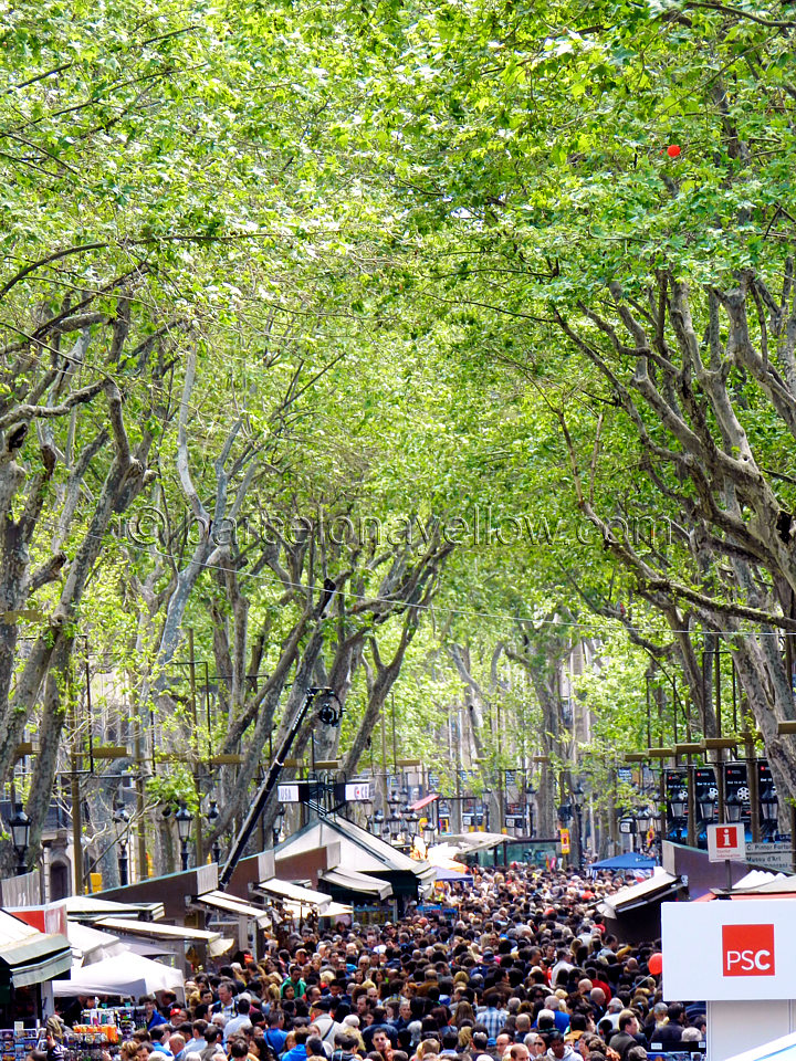 trees_rambla_sant_jordi