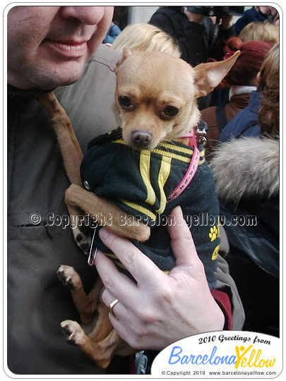 Festa dels Tres Tombs pet blessing