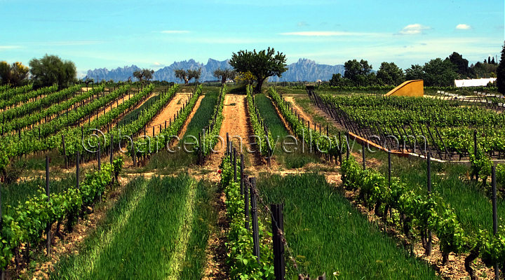 wine_tours_barcelona